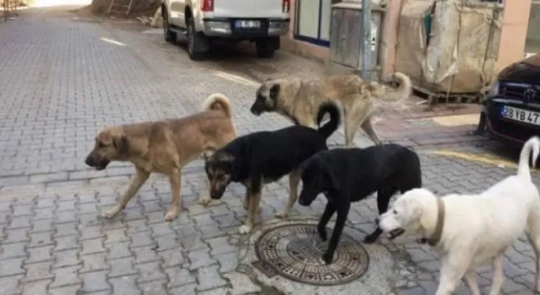 Esenyurt'ta Başıboş Köpekler Sokakta Yürüyen Çocuğa Saldırdı