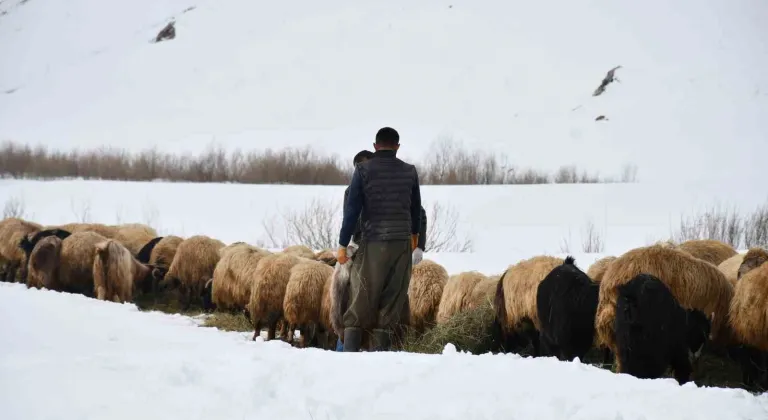 Şırnak'ta 26 yaşındaki çoban, 20 yıldır dağdan inmeyerek kendini hayvanlarına adadı